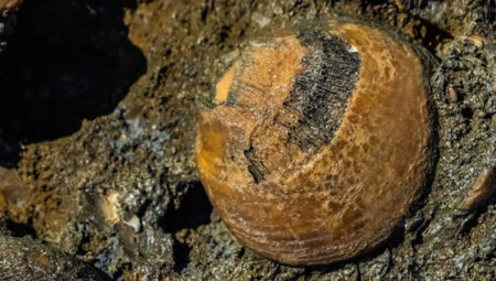 70 milyon yıllık fosVilayet bulundu